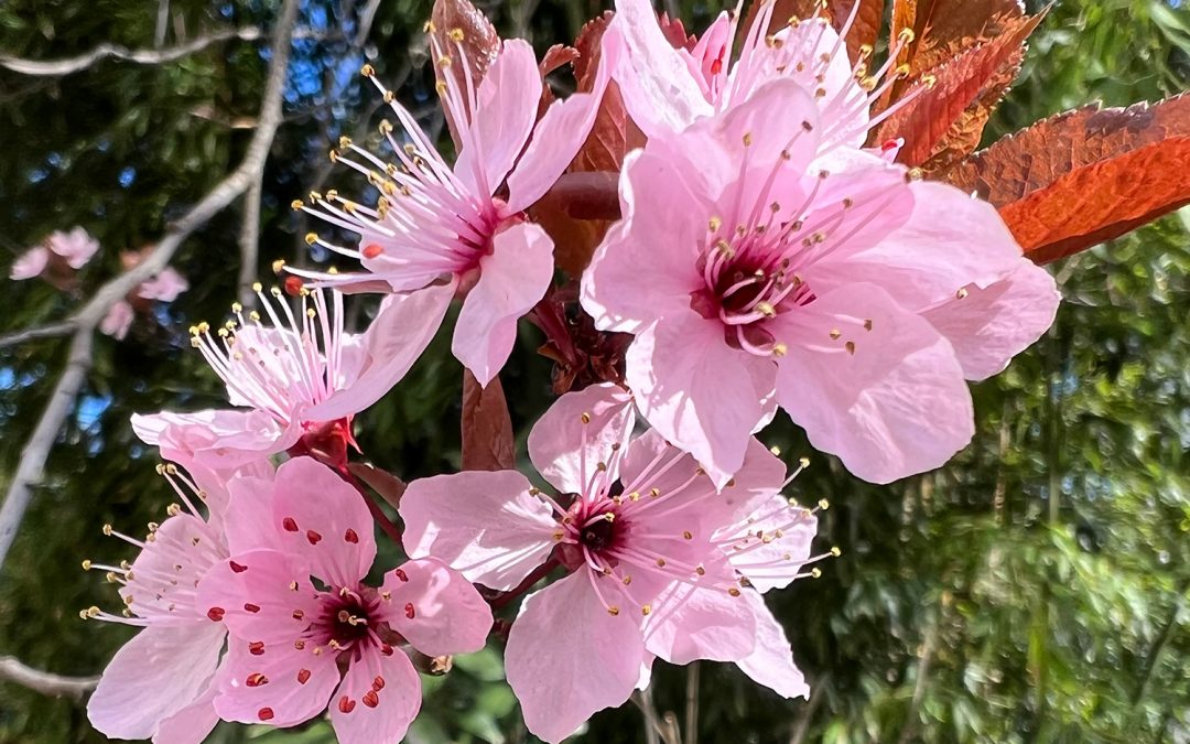 Sakura – kleine Kirschblütenzeit in der Pfalz