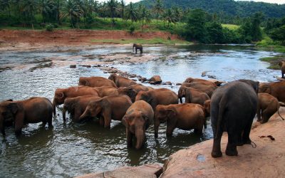Lust auf Elefanten, Kultur und Natur pur? Sri Lanka 2023