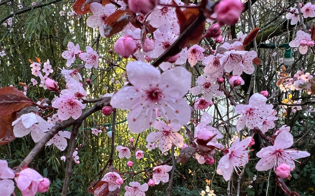 Die schönste unter allen Blüten ist die Kirsche. Der edelste der Samurai