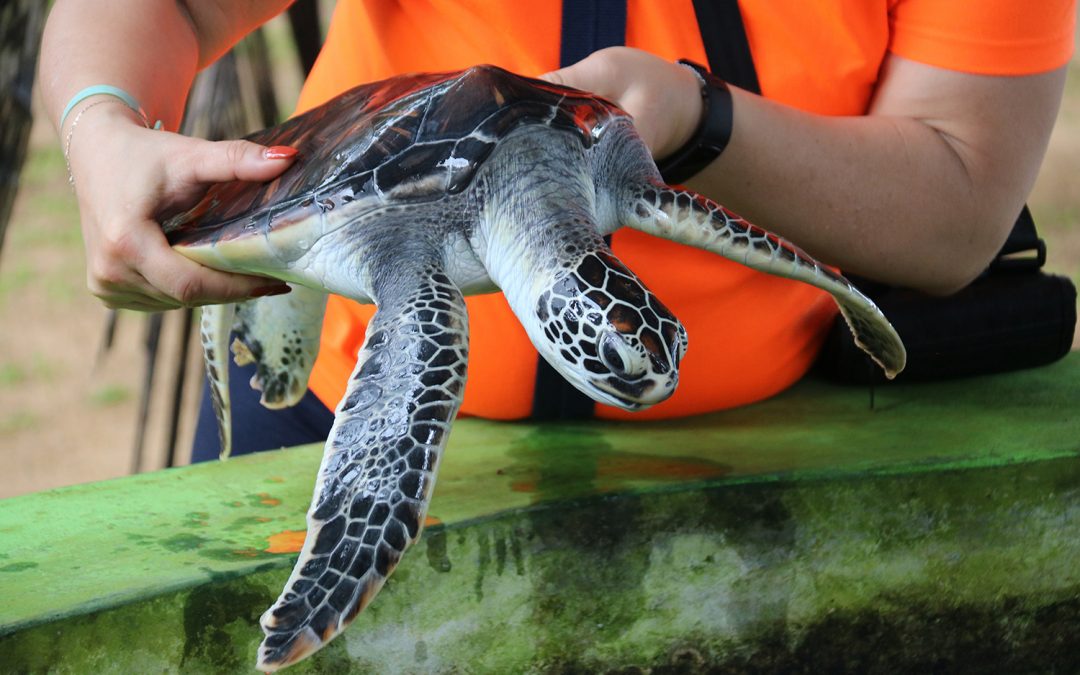 Tatsu-Ryu-Bushido back at the Sea Turtles project in Sri Lanka